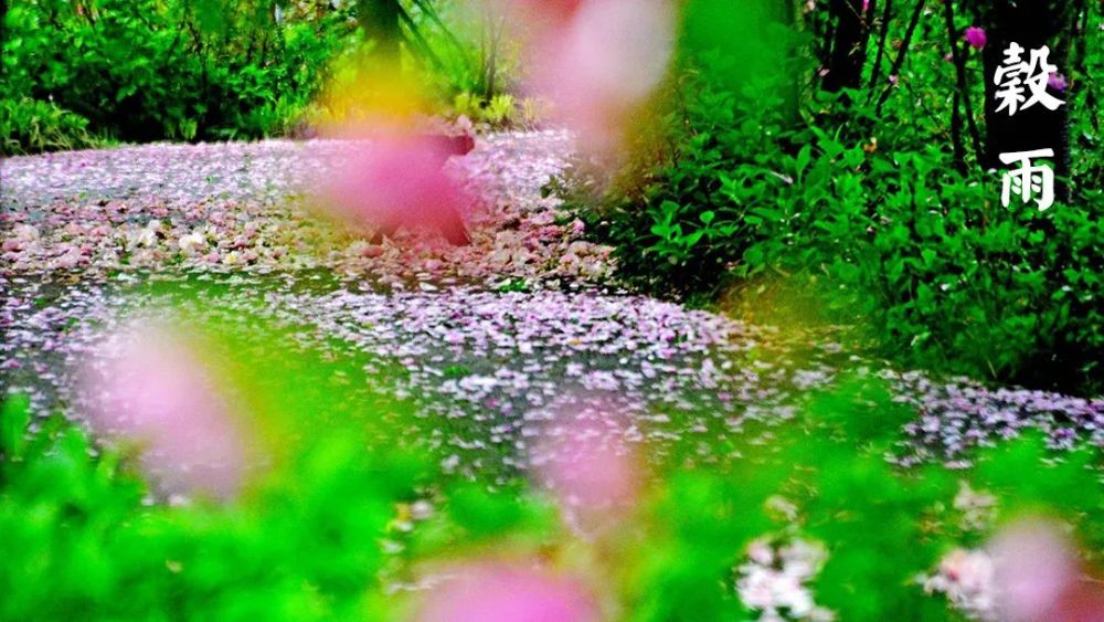 谷雨 红楼梦 中最神秘的节气 牡丹 荼蘼 楝花背后的秘密 腾讯新闻