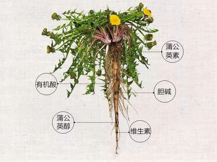 蒲公英一味既能治病又可食用的良药
