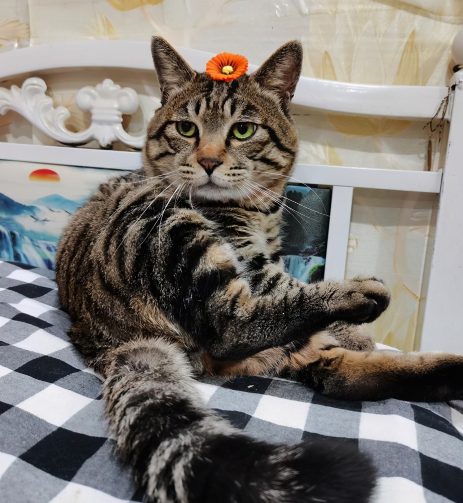 13岁狸花猫因睡姿妖娆走红但没想到它背后还有更励志的故事