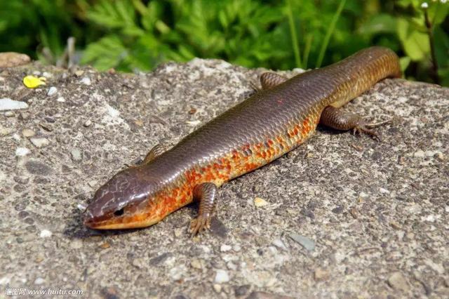 雌性是比雄性体重差异最大的动物是一种螠虫,雄性的体重是雌性的20万