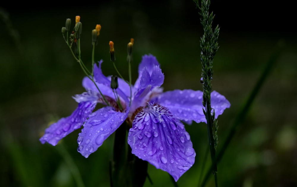 什么花的花语是痛苦(什么花的花语是同性恋)