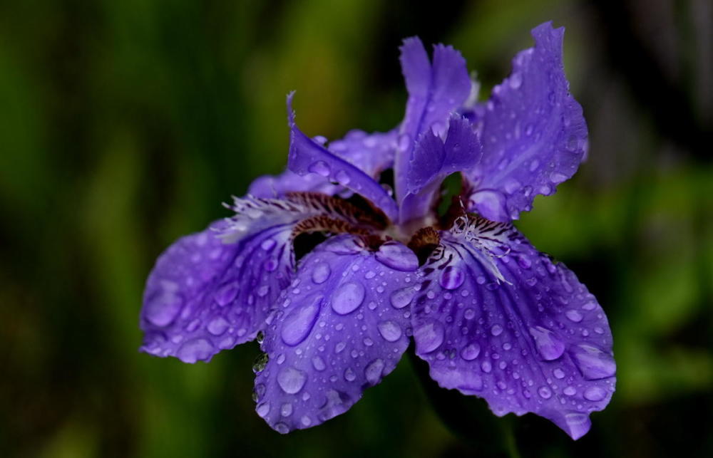 什麼花的花語是孤獨堅韌(什麼花的花語是孤獨堅韌的愛情)