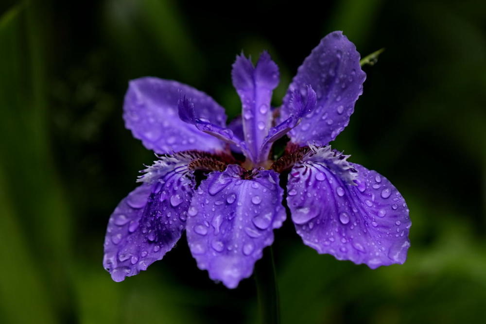 代表孤独的花语(有没有代表孤独的花)