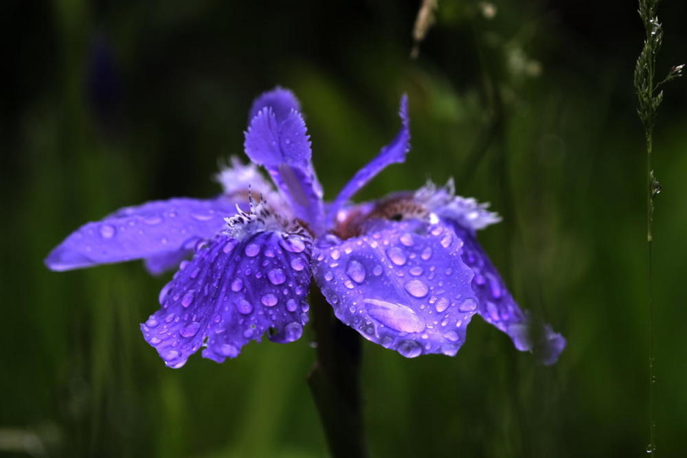 什么花的花语是孤独迷茫(什么花的花语是孤独迷茫的爱)