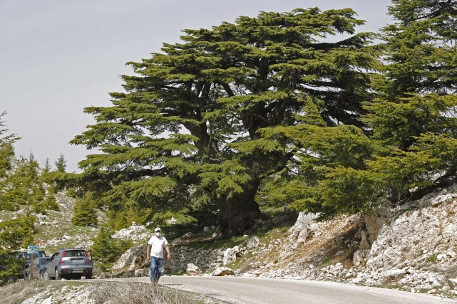 国际黎巴嫩的国树雪松