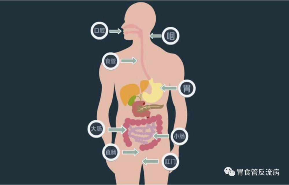 如何提高胃肠道动力促进消化吸收