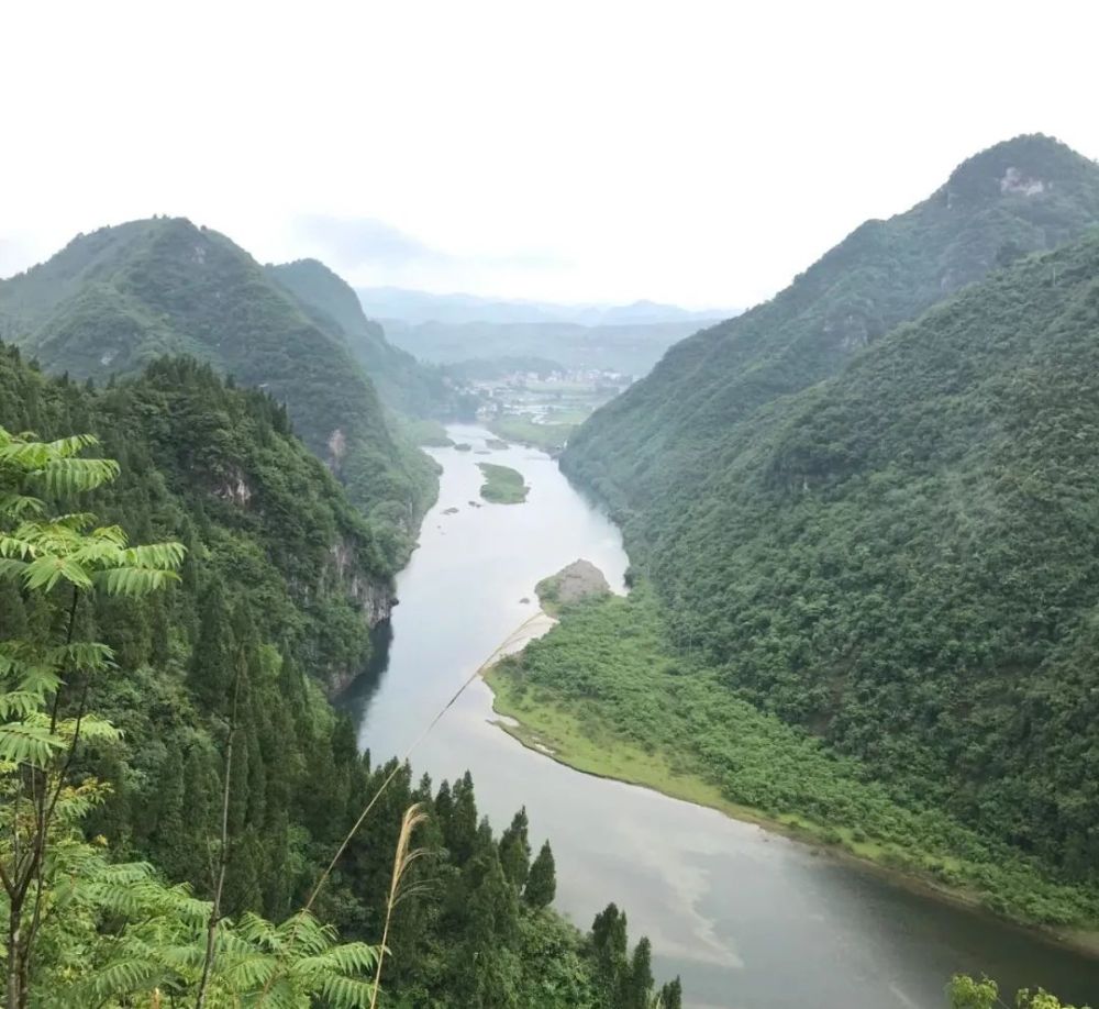 揭秘!崽鸟入笼过早的5大危害!_腾讯新闻