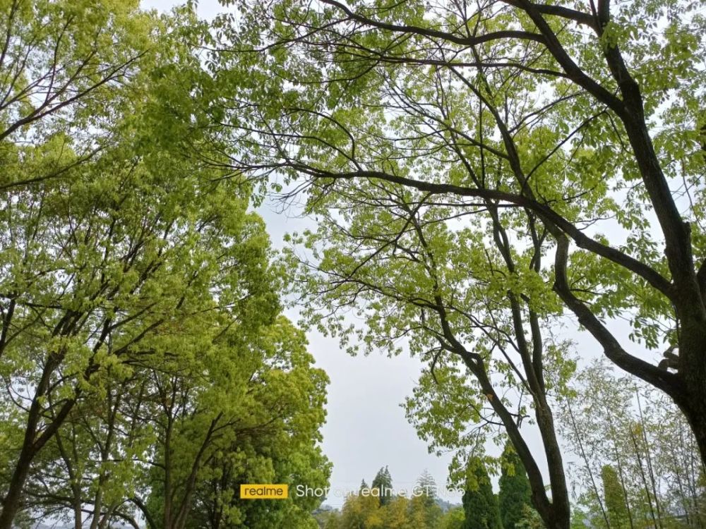 realmegtneo拍照样张