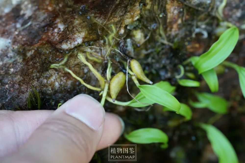 先溯溪再攀岩总算拍到独蒜兰