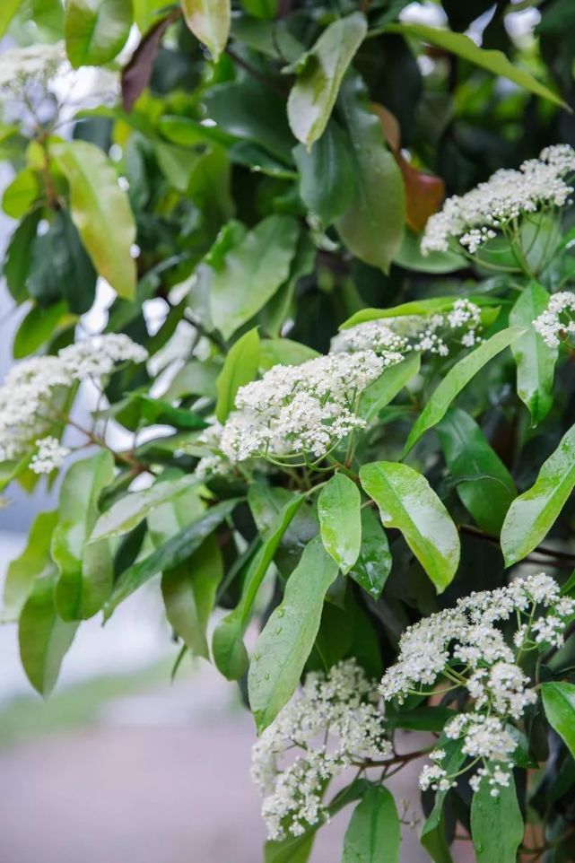 论石楠花的正经往事蜀人称其为让树李白曾赠诗女道士