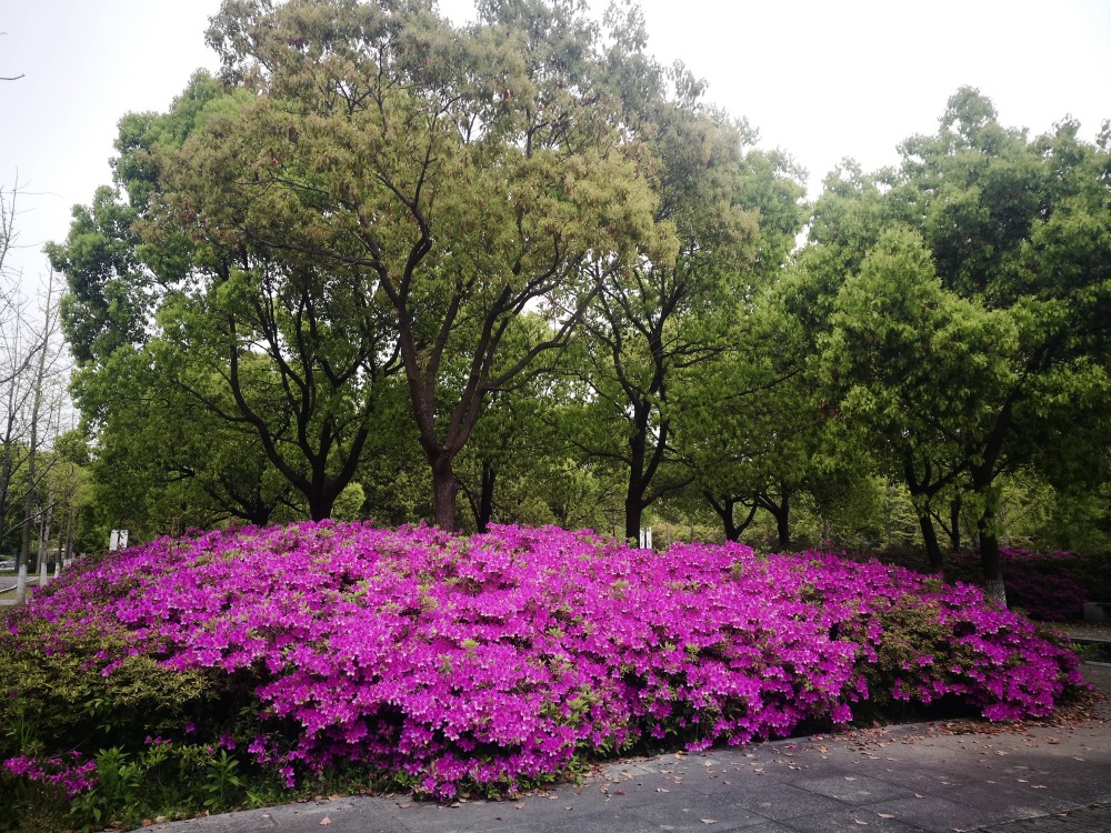 大家都知道,杜鹃花是杜鹃花科,杜鹃花属的半常绿灌木,是我国十大传统