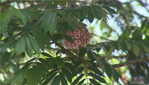 云南绿春黄连山内伯乐树花开正盛