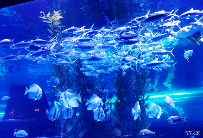 梦幻的极地世界奇特的海洋生物皇家极地海洋世界体验记