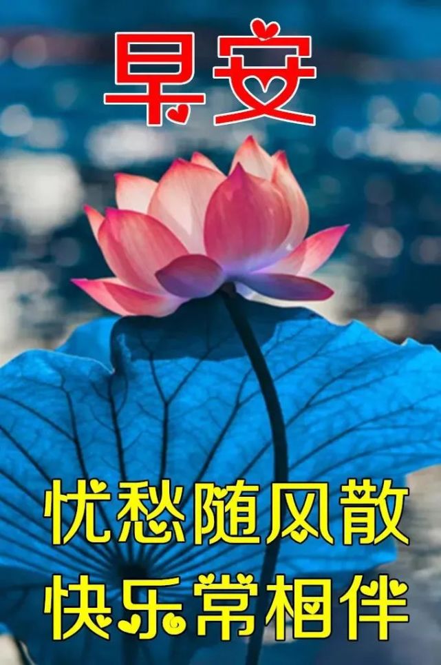 8张非常好看的美丽的鲜花早安问候图片精选春天清晨早上好问候祝福图片鲜花带字 祝福语每日精选