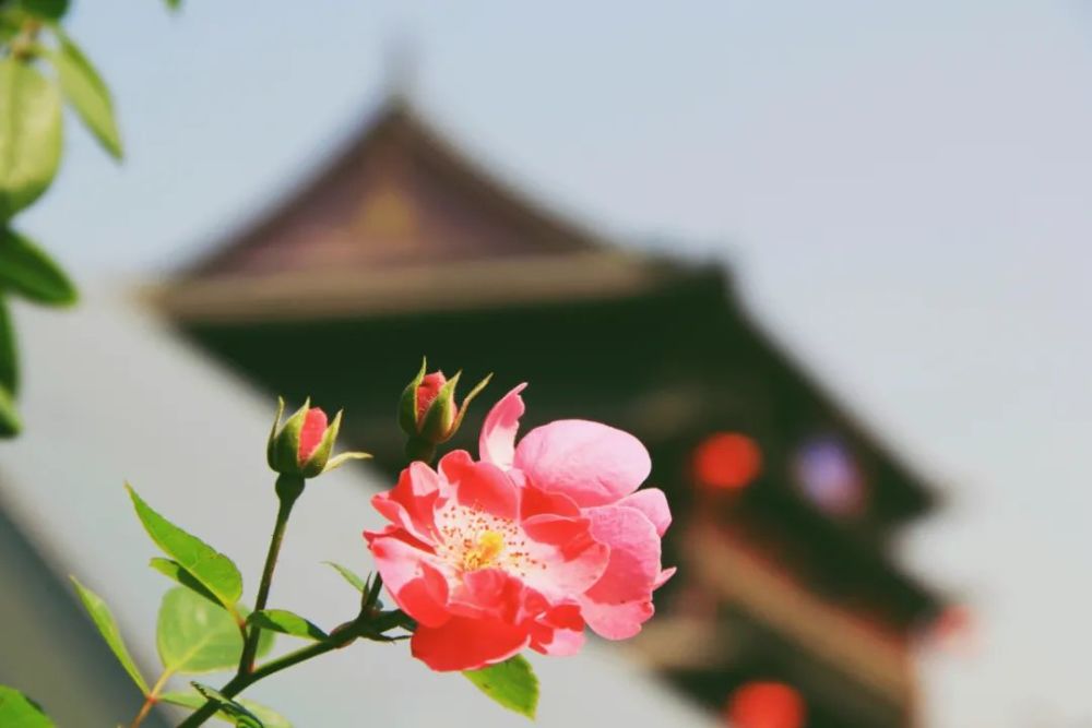 适合早上读的美好心情诗句 又美又温软 送你一天好心情 腾讯新闻