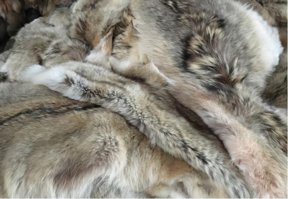 女大学生带祖传狼皮鉴宝专家看后情绪失控拒绝鉴定和估价