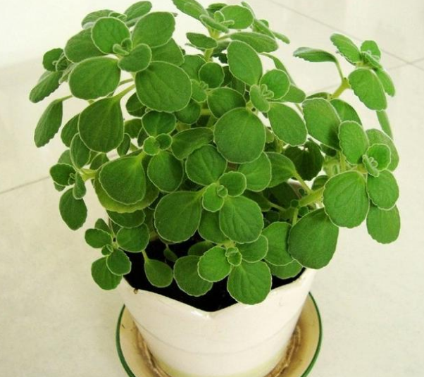 家里养这4种驱蚊植物,蚊虫跑得远远的!_腾讯新闻