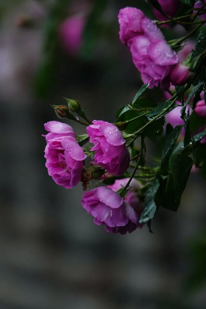 雨中薔薇凝春露滿眼五彩芬芳舞