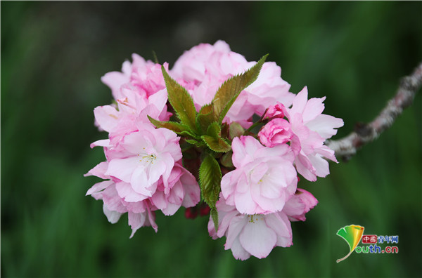 美醉了俄罗斯索契樱花盛放