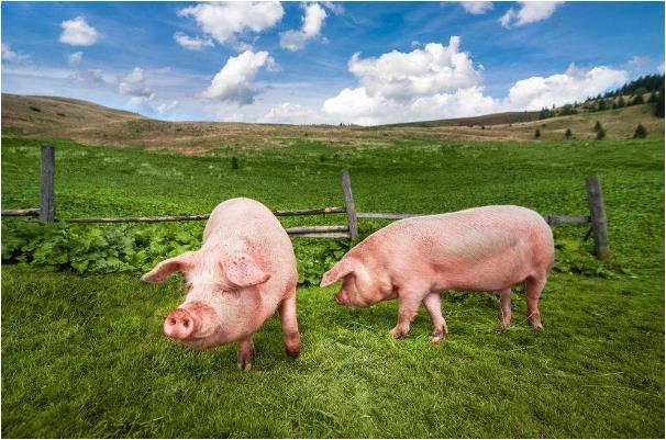 不同季节出生的生肖猪对应不同的命运大金猪的未来宿命