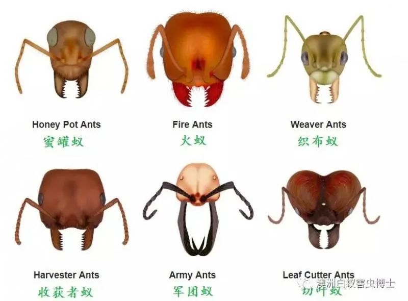 第五,观察蚂蚁的腹柄结:红火蚁腹部背板呈深褐色,前胸背板前端隆起,胸