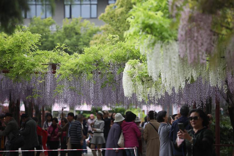 今年,嘉定紫藤園依舊實行預約遊覽,公園開放時間為每天8:00至17:00