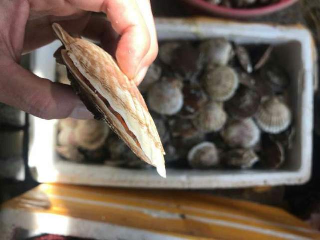 肉质肥美鲜嫩的大连头水鲜活扇贝来了价格略涨510老谢逛菜场
