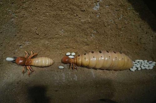 如果蚁后不幸死了剩下的蚂蚁将会怎样