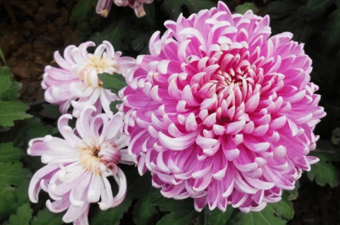 菊花的栽培养护系列下曹植七步成诗我来七步养菊花