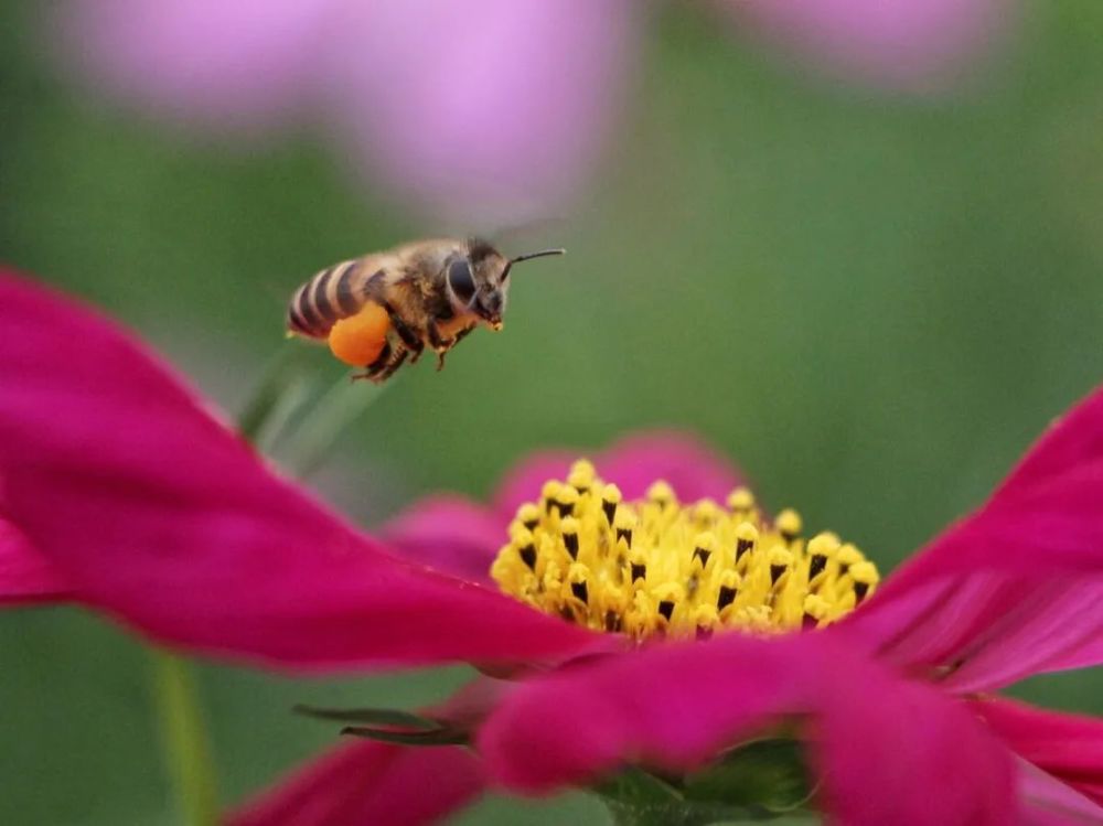 春天拍摄小蜜蜂,这2个"点"要整明白,再分享2条实用摄影口诀
