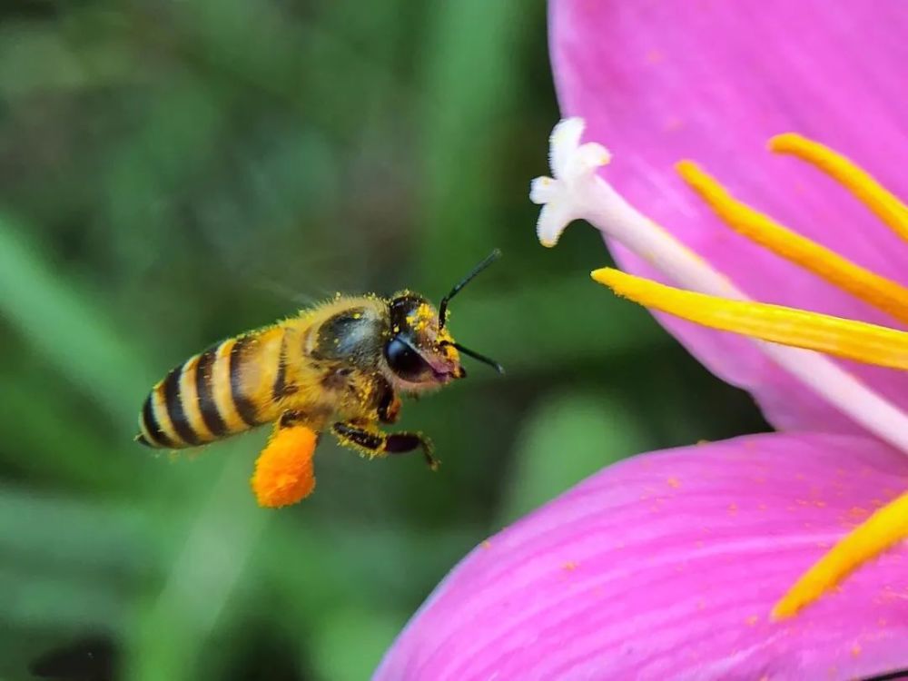 春天拍摄小蜜蜂,这2个"点"要整明白,再分享2条实用摄影口诀