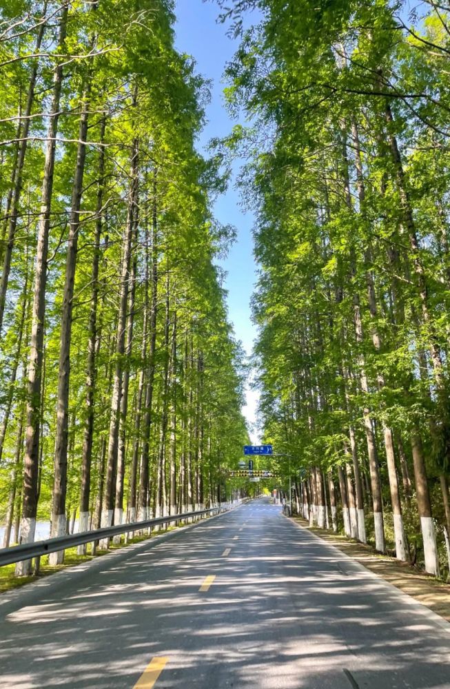 探索塘下公路水杉林春日觉醒一起来赏美图