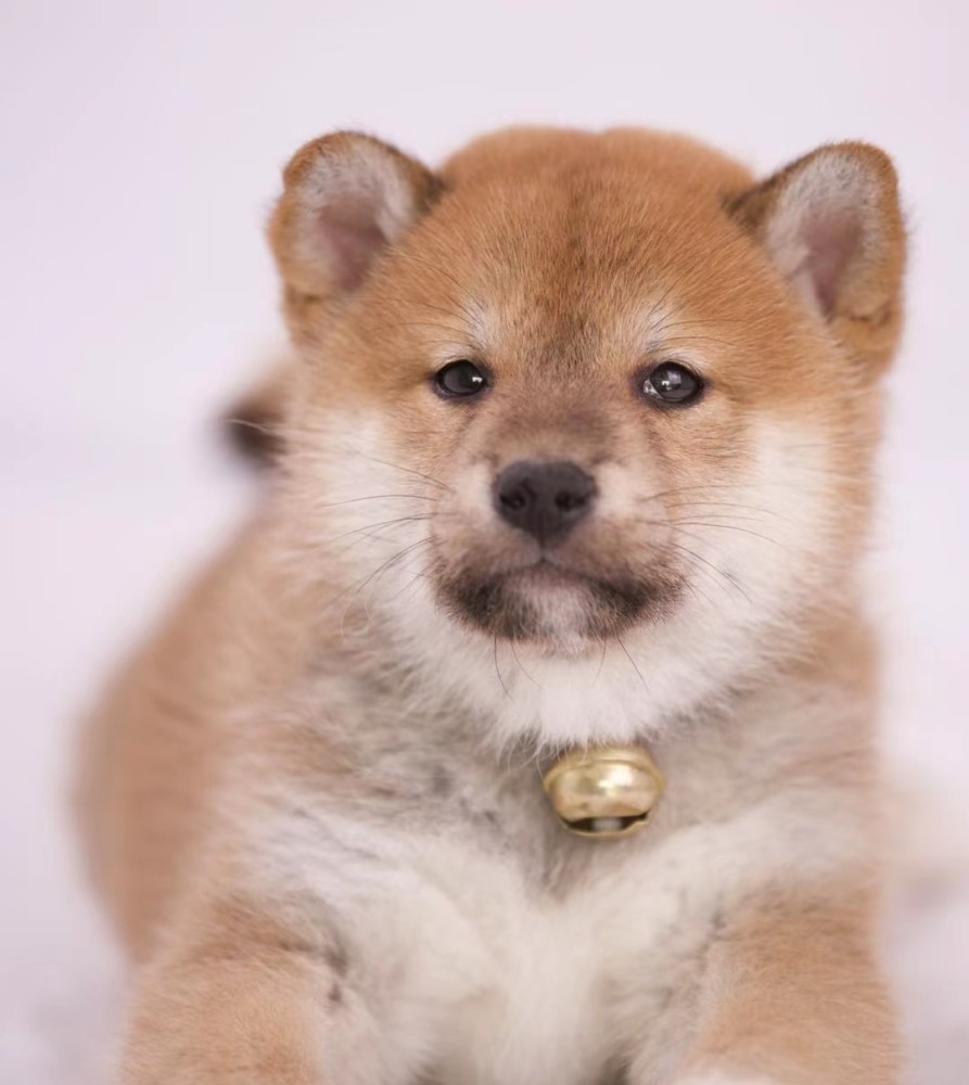 柴犬智商排名