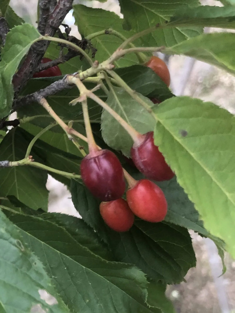 "山樱花果实为球形或卵球形,直径在1厘米至2厘米,果实味苦涩,皮多肉少