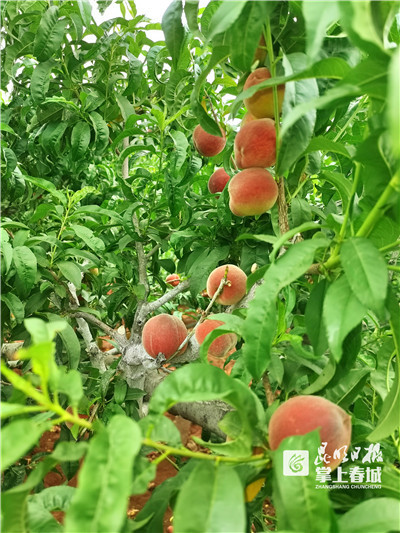 據瞭解,洗尾嘎社區早春桃種植面積2400畝,今年產量預計可達2600噸,按