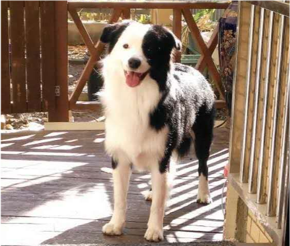 介绍一下朱婷家的狗 犬类智商排名第一 但是在济南不能养 腾讯新闻