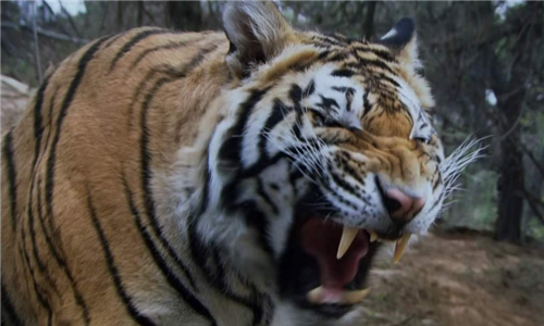 景阳冈 猛虎图片