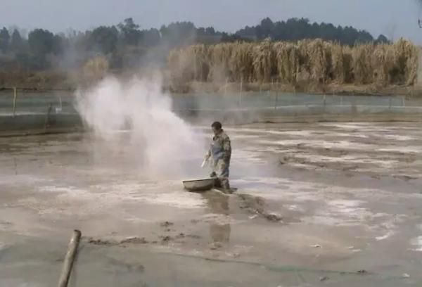 水产养殖好帮手 小石灰大作用 原来有这些作用 腾讯新闻