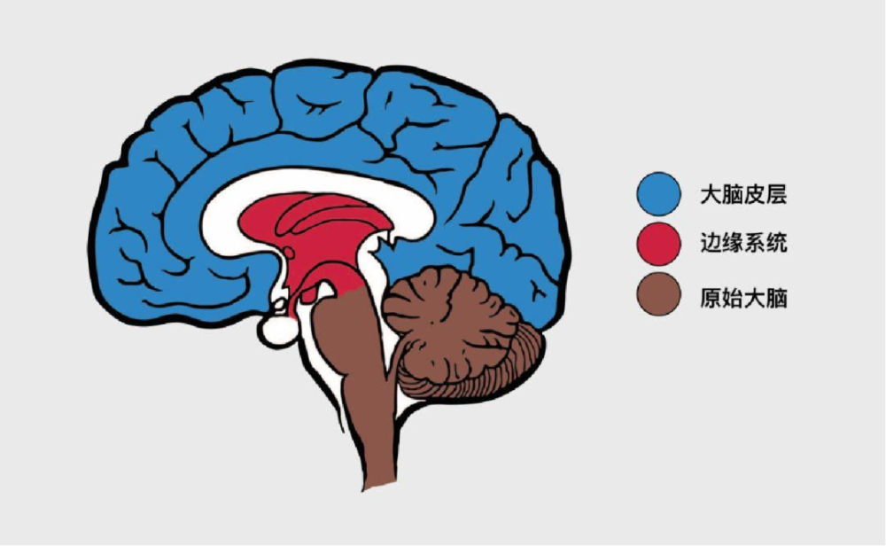 人类大脑是一个三层包裹的结构,里层是负责基本 生理活动的脑干,俗称