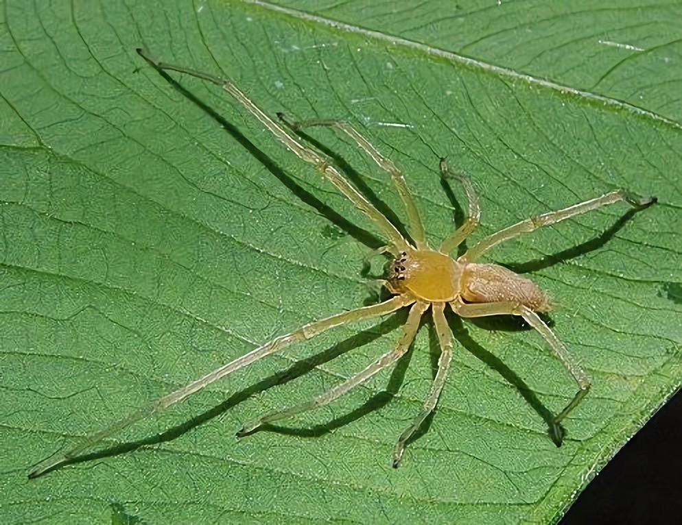 动物界残酷的噬母 红螯蛛为什么会吞掉自己的母亲 腾讯新闻