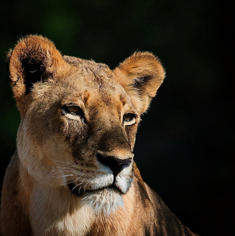 堪比孝庄太后的雌狮女王查尔阿姨 嫁给养子 托孤给无情的义子 腾讯新闻