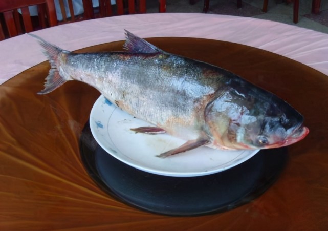 水煮白鲢鱼图片