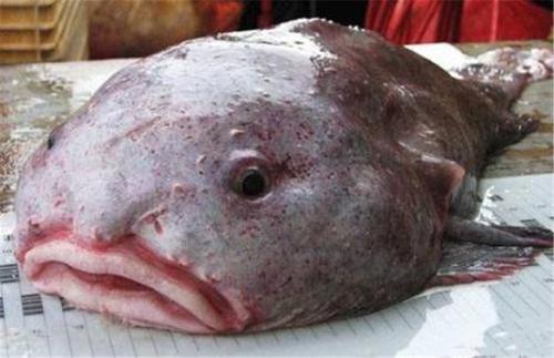 第一种一脸苦瓜相,堪称最悲伤|星鼻鼹|水滴鱼|苦瓜|安哥拉兔