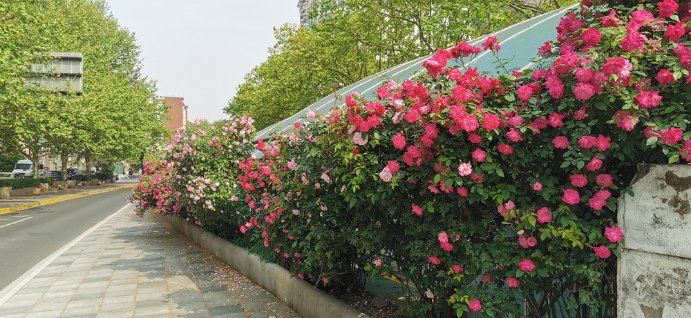 属于月季的最美赏花季来了!上海正打造百条花道