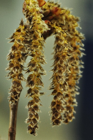 雌花毛白杨雌花毛白杨蒴果旱柳雄株和雄花序旱柳雌株和雌花序加杨雄