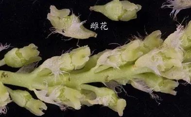 毛҉毛҉毛҉毛҉……绿色的“烦恼”？北林大教授带你揭开杨柳絮“面纱”_腾讯新闻