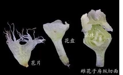 毛05毛05毛05毛05……绿色的"烦恼"?