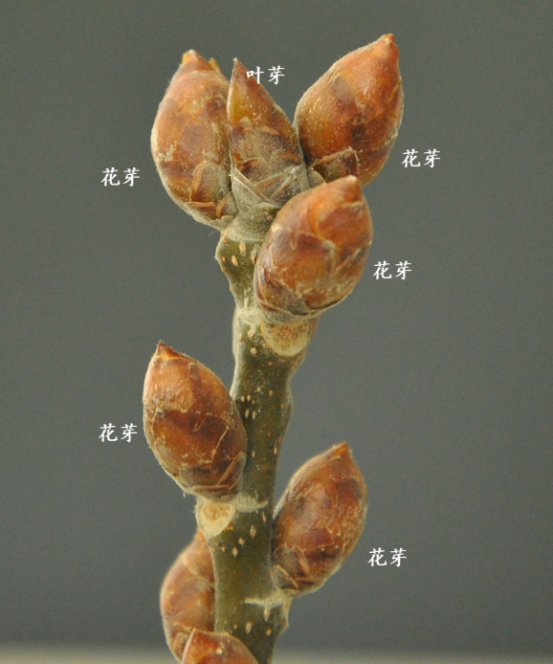 毛白杨冬天的花芽和叶芽,春天花芽先开放,开花后叶芽再萌动形成枝条和