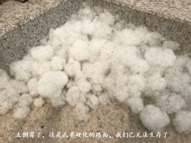 毛҉毛҉毛҉毛҉……绿色的“烦恼”？北林大教授带你揭开杨柳絮“面纱”_腾讯新闻