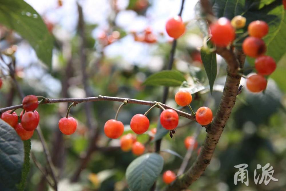 梁弄5000亩樱桃熟了
